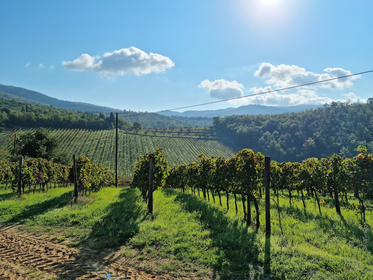Terreno Azienda Agricola Srl — Alloggio a Greve in Chianti, Firenze