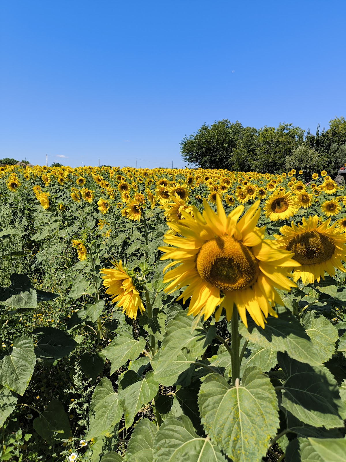 Azienda Agricola " Pilla Massimo " — Alloggio a Termoli, Campobasso
