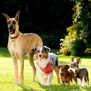 DOGS CROSSING - Centro Cinofilo - Parco ludico-motivazionale - Dogs Xing — Punto di interesse a Lanzo Torinese, Torino