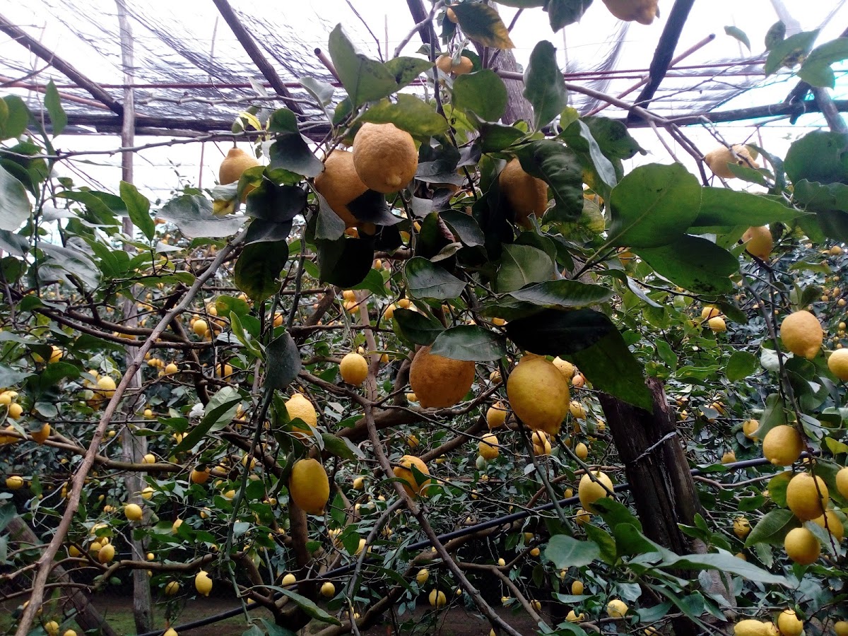 Azienda Agricola Galano - Lemon Tour Experiences