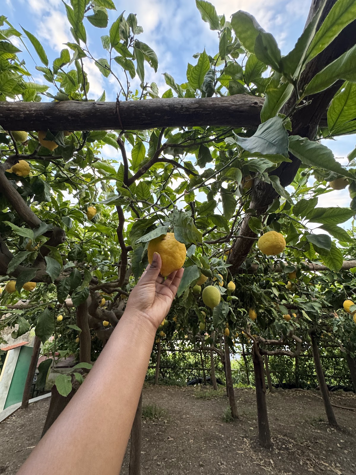 Agricola Ruocco's - Sentiero dei Limoni