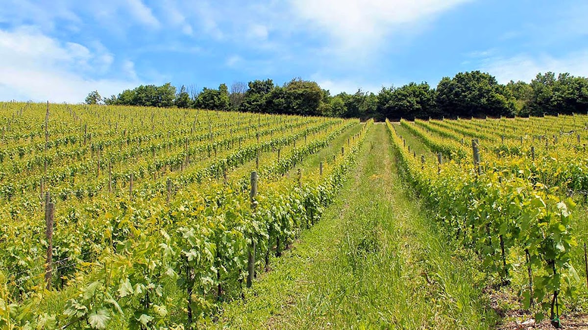 Agricolavinica — Punto di interesse a Campobasso, Campobasso