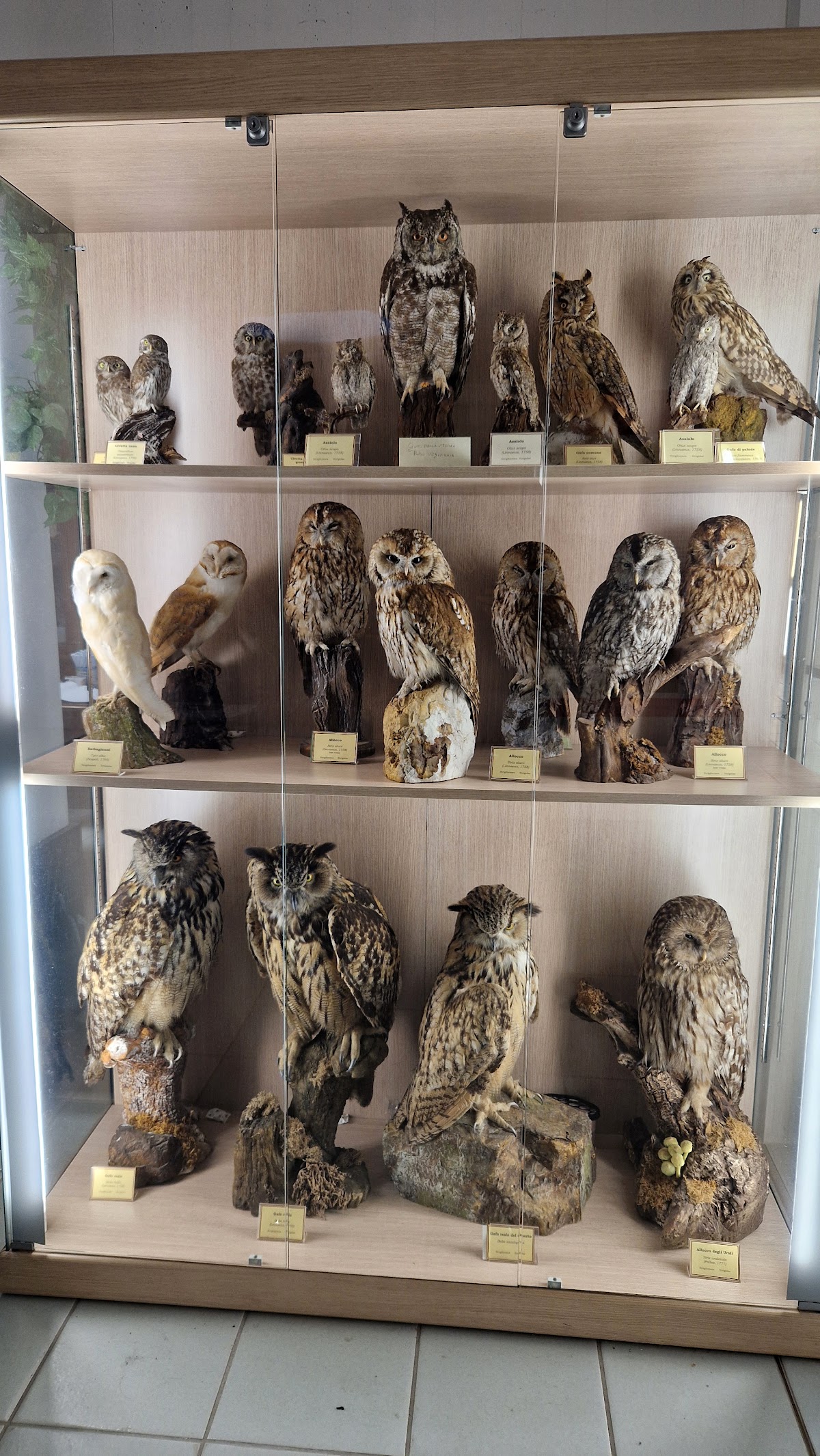 Mostra Permanente della Fauna Selvatica — Punto di interesse a Arezzo, Arezzo