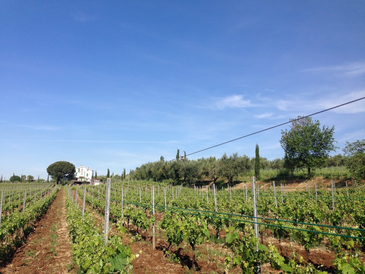 Azienda Agricola Le Rose — Punto di interesse a Frascati, Roma