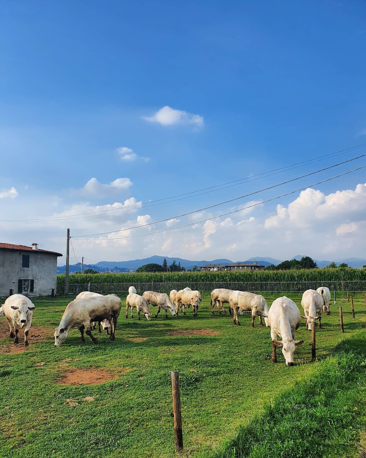 Azienda Agricola Santinelli