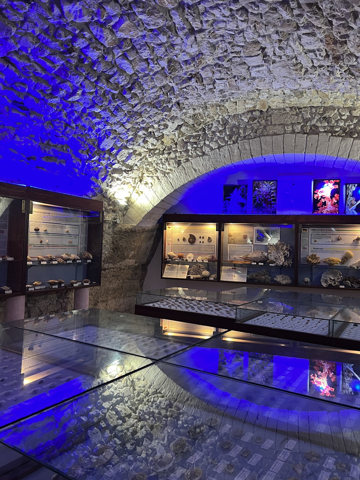 Museo Malacologico di Vieste — Punto di interesse a Foggia, Foggia
