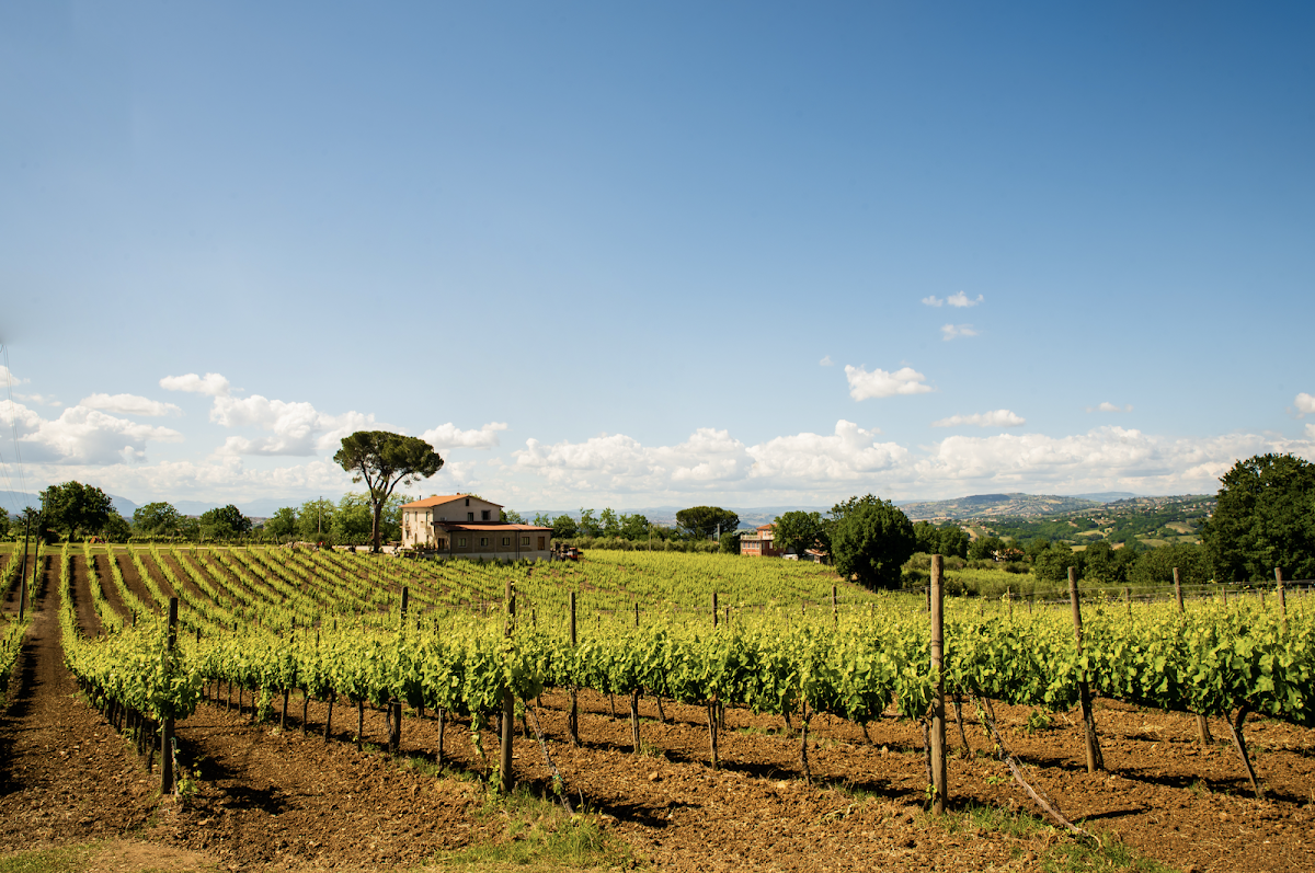Cantina "Sella delle Spine"