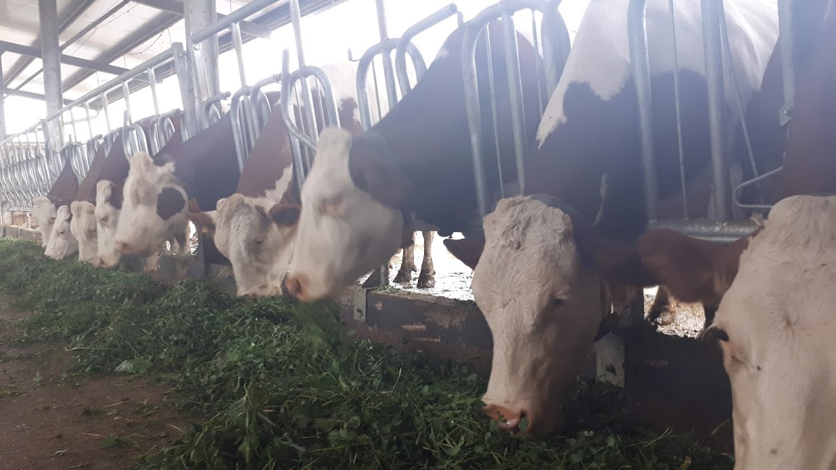 Fattoria Zoff Agriturismo Borg da Ocjs