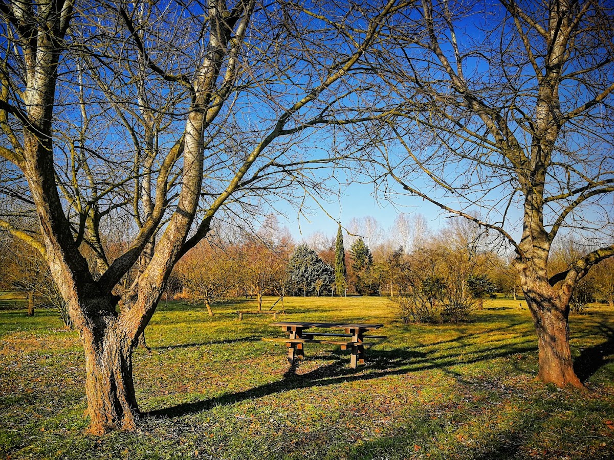 Foresta Carpaneta — Punto di interesse a Mantova, Mantova