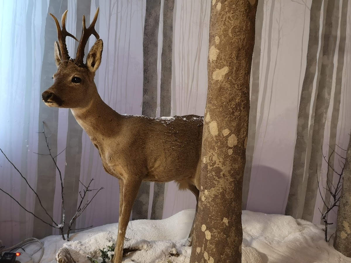 Museo di Storia Naturale - Polo Biblio-Museale Regione Puglia — Punto di interesse a Foggia, Foggia