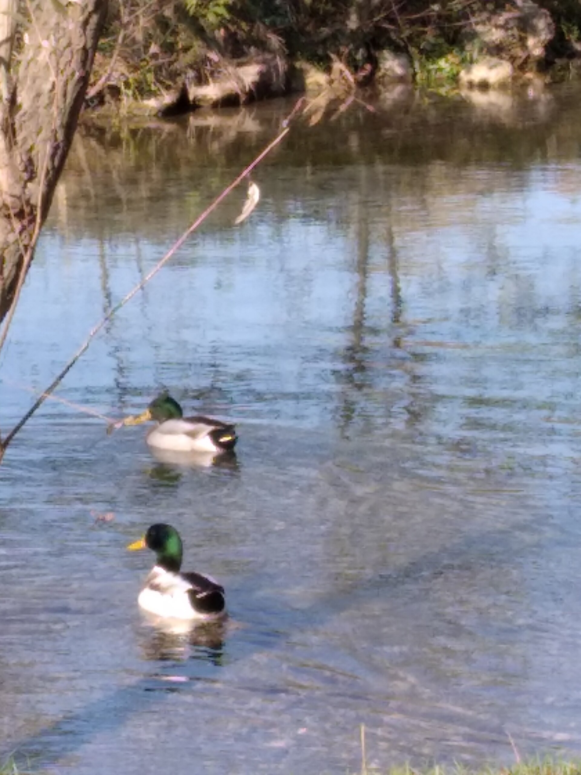 parco dello Storga — Punto di interesse , Venezia
