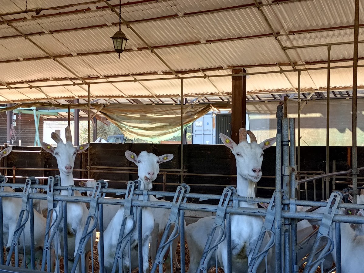 Albacara - Fattoria del Grano — Punto di interesse a Ragusa, Ragusa