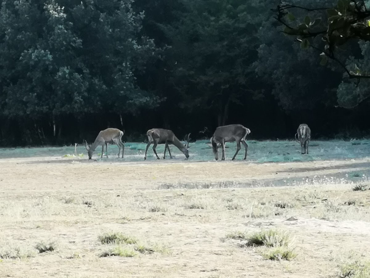 Parco delle Duchesse — Punto di interesse a Ferrara, Ferrara