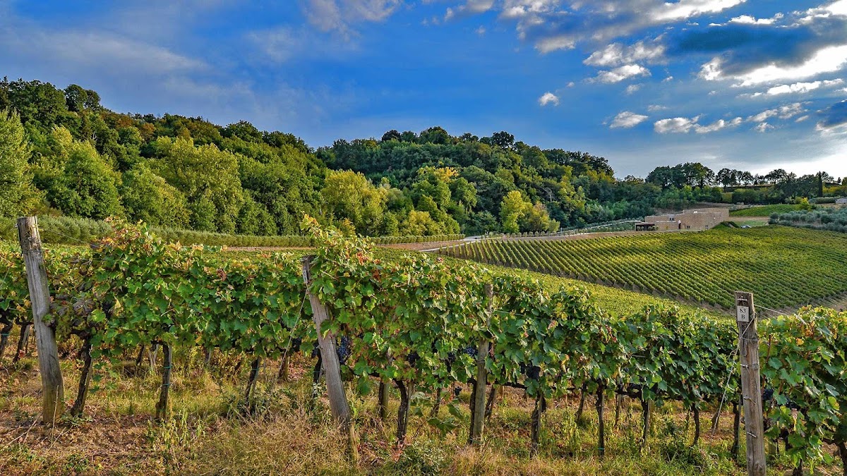 Icario Winery — Punto di interesse a Montepulciano, Siena