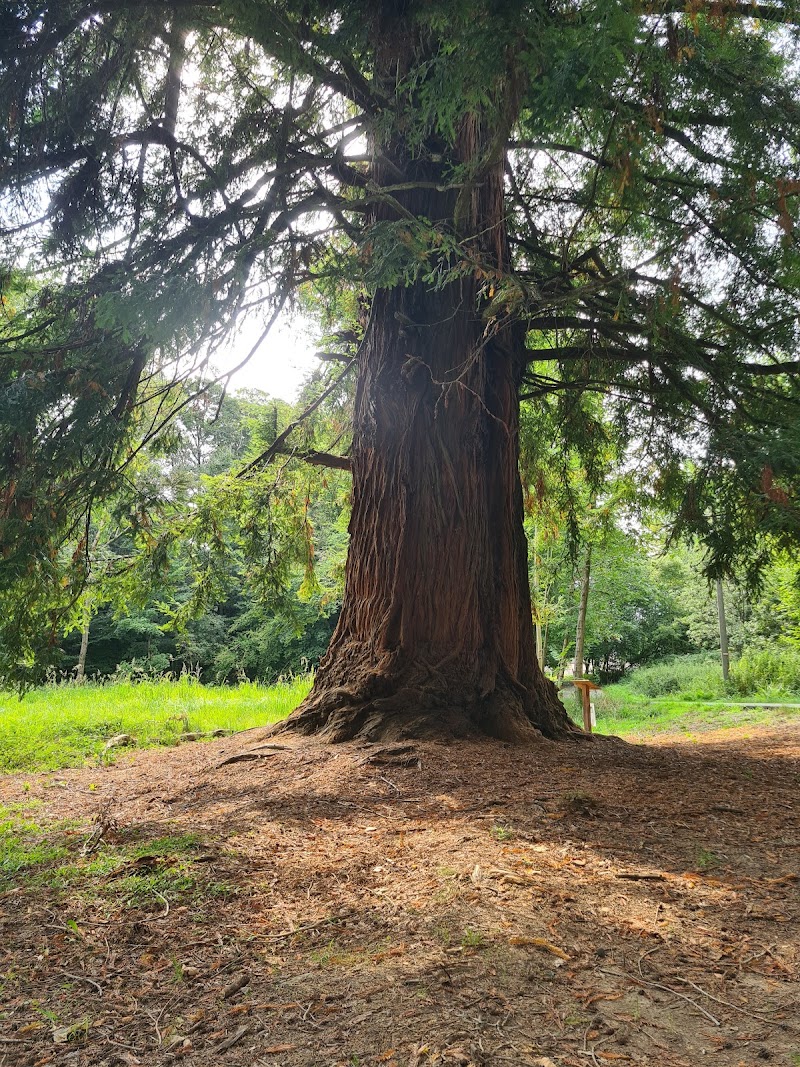 Grande Sequoia di Chiavazza