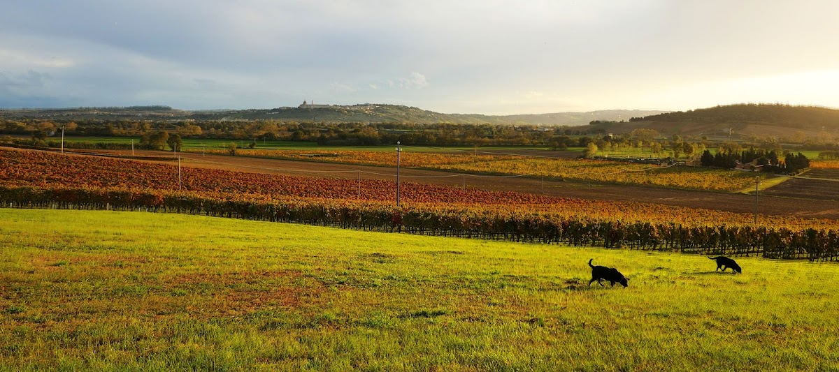 Fattoria Le Terrazze — Punto di interesse a Ancona, Ancona