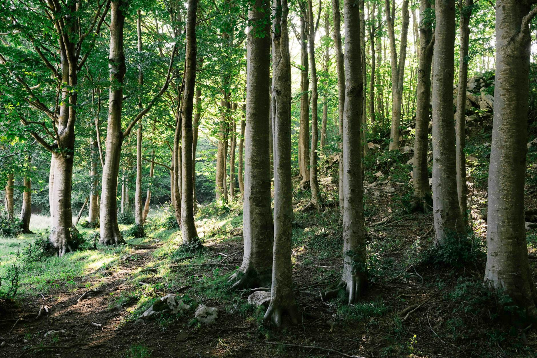 Bosco Faiete - Guardie Ambientali — 観光スポット in Campobasso, Campobasso
