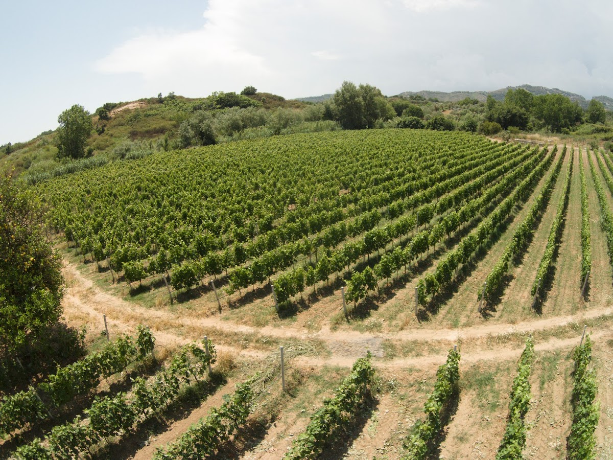Cantina F.lli Dell'Aquila Vino Ciro' Doc
