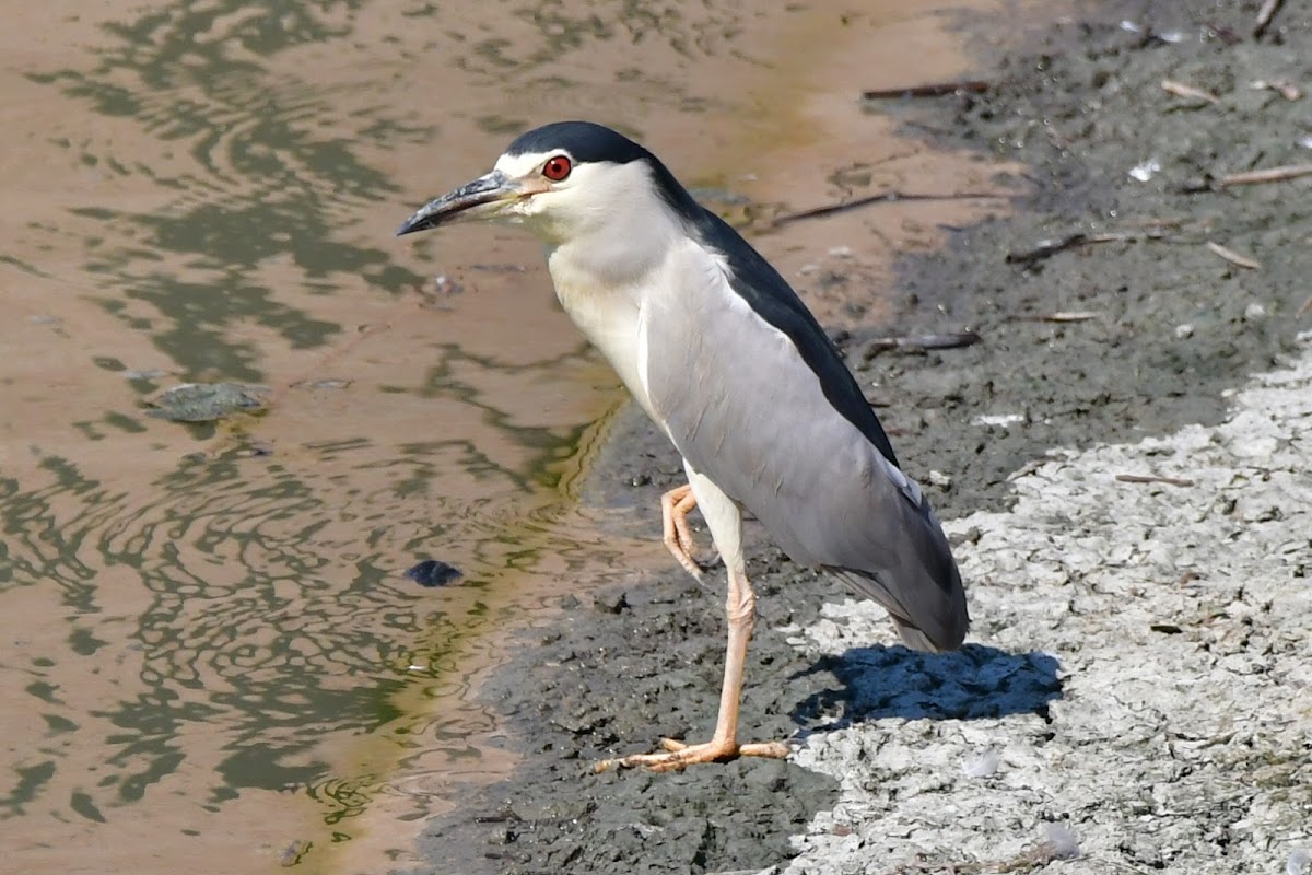 Valli di Argenta (Rete Natura 2000) — Punto di interesse a Ferrara, Ferrara