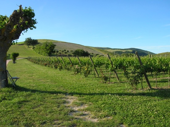 Fattoria colmone della marca — Punto di interesse a Macerata, Macerata