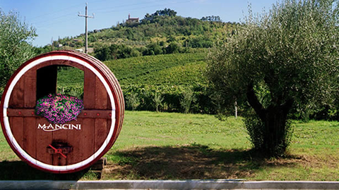Verdicchio dei Castelli di Jesi Mancini