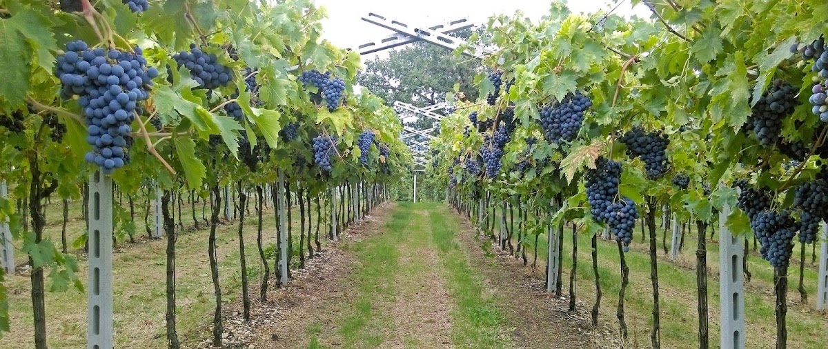 Cantina e Agriturismo Corte Merci — Punto di interesse a Verona, Verona