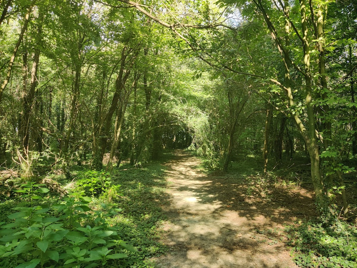Bosco del Carengione — Punto di interesse a Milano, Milano
