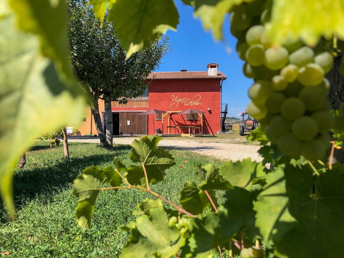 Vigne degli Olmi - Azienda Agricola