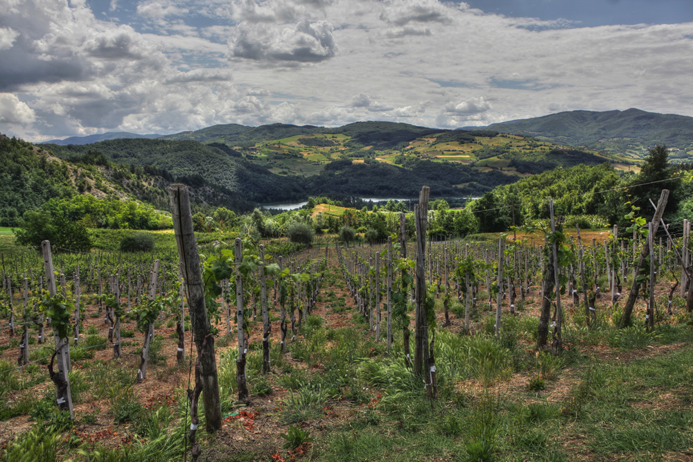 Vigne Olcru - Azienda Vinicola Oltrepo Pavese — Punto di interesse a Pavia, Pavia