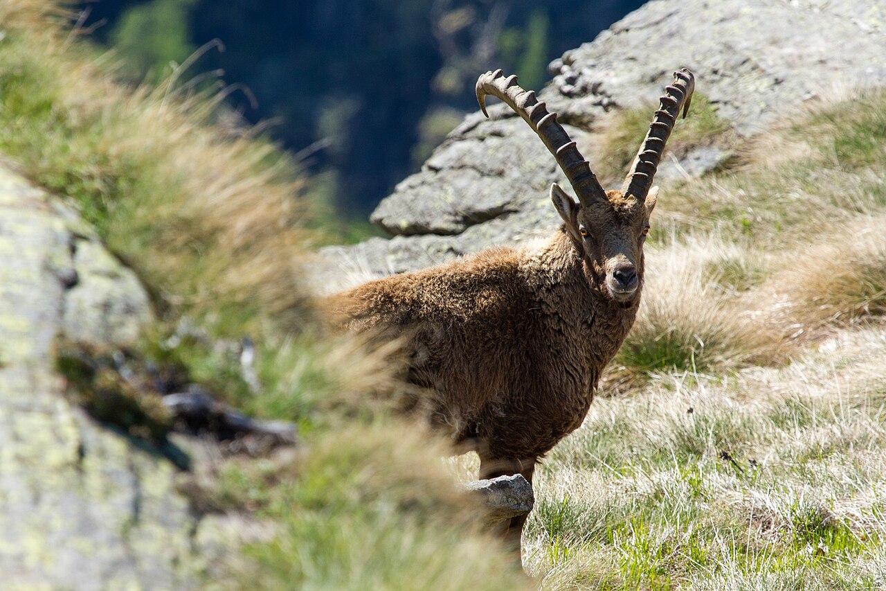 Parco Nazionale Gran Paradiso — Centro Visitatori Noasca — Punto di interesse a Noasca, Torino