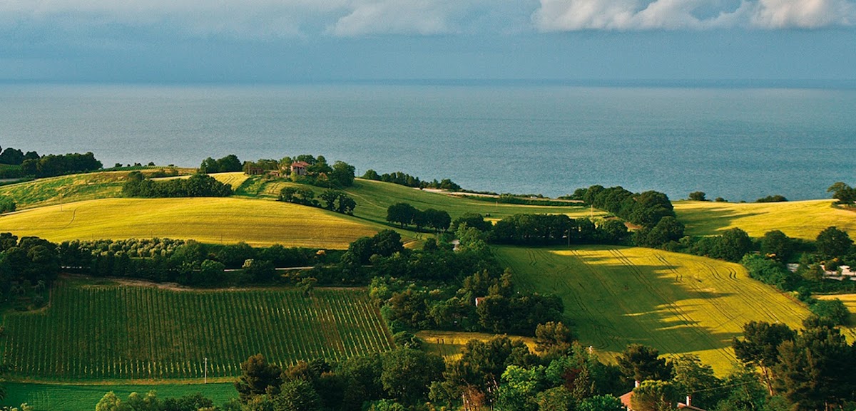 Terre Cortesi Moncaro Soc. Coop. Agricola — Punto di interesse a Ancona, Ancona
