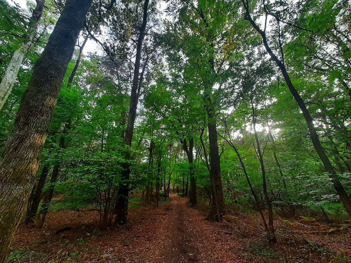 Riserva naturale orientata di Bosco Solivo — Punto di interesse a Varallo, Vercelli