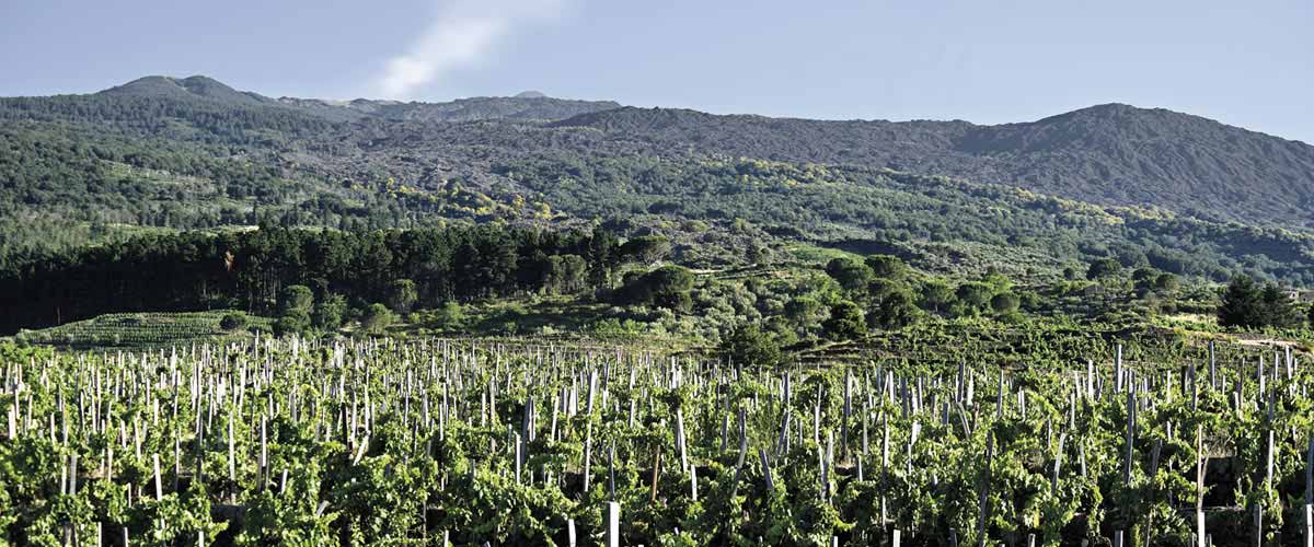 Cantine Palmento Costanzo - Vini Etna Doc — Punto di interesse a Catania, Catania