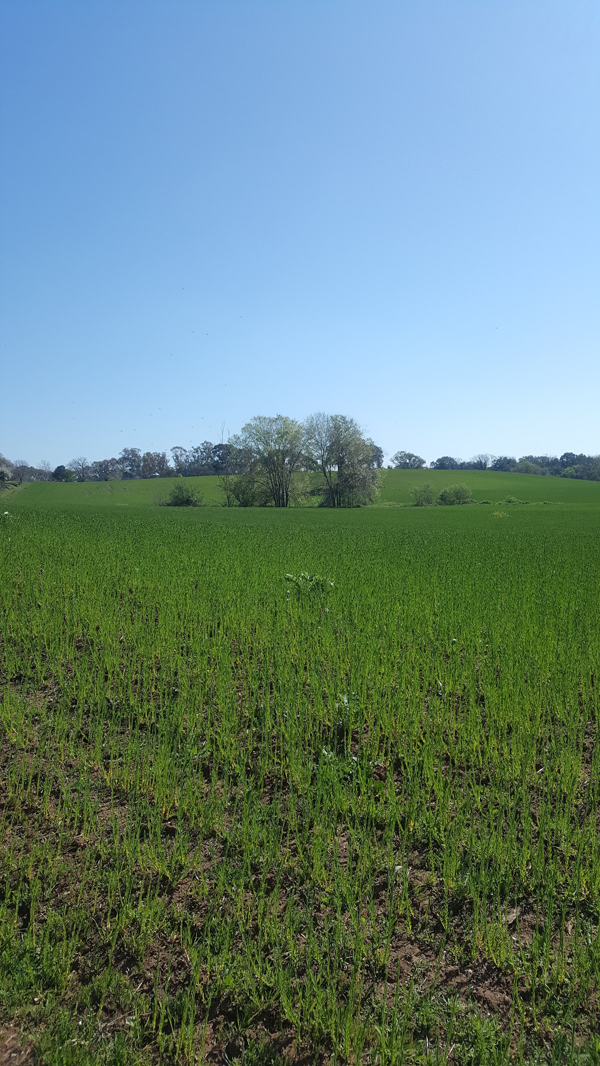 Riserva naturale della Sughereta di Pomezia — Punto di interesse a Frascati, Roma