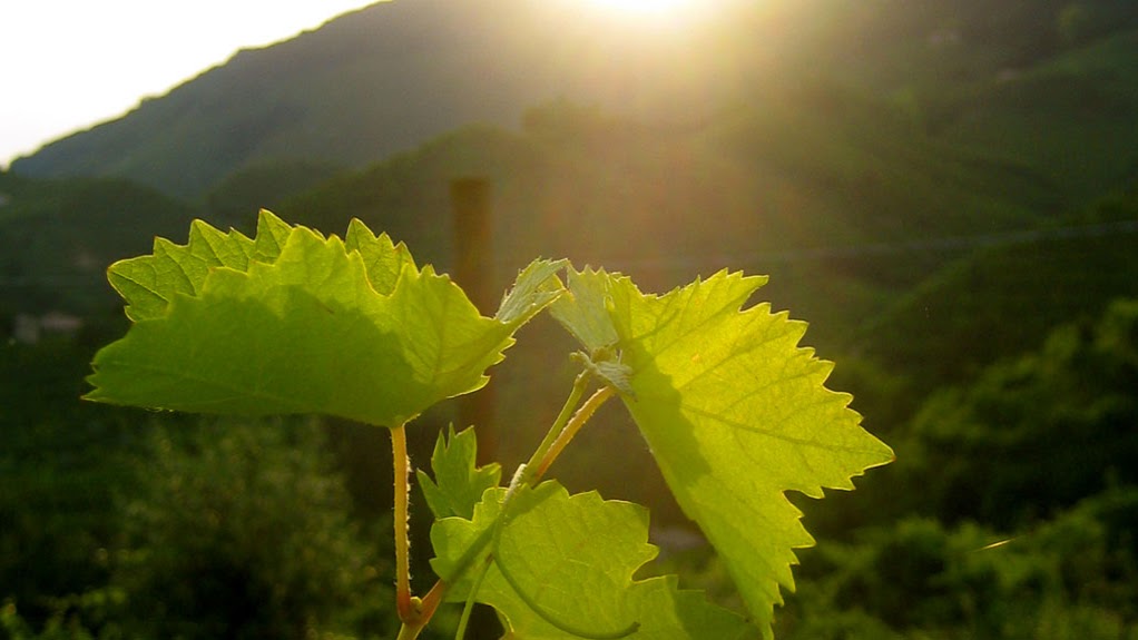 CANTINA RIVA GRANDA SOC.AG. S.S. Valdobbiadene Prosecco Superiore Winery
