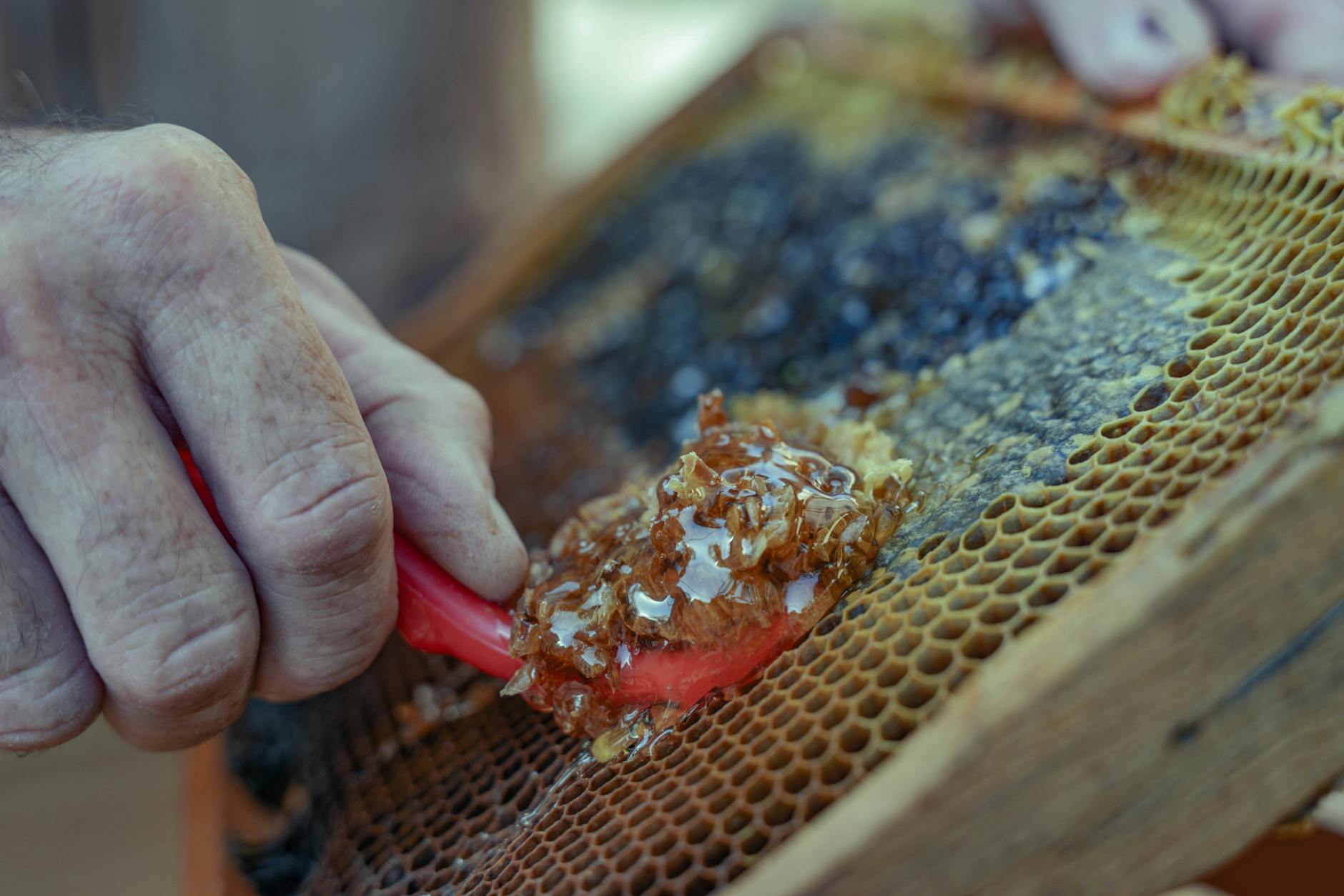 Honey SPA — Punto di interesse a Potenza, Potenza