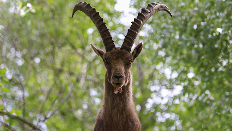 Parc Animalier d'Introd