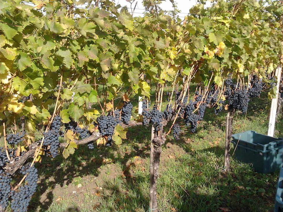 Azienda Agricola Cianfagna — Punto di interesse a Campobasso, Campobasso