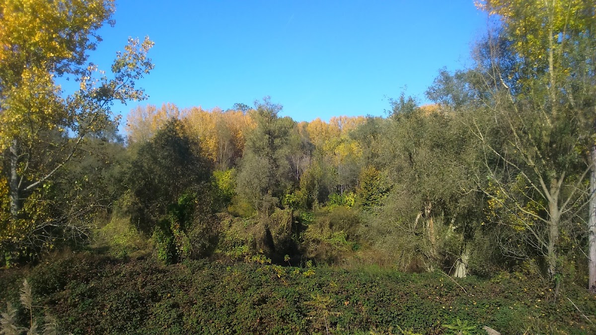 Riserva naturale dell'Isola Boscone — Punto di interesse a Mantova, Mantova
