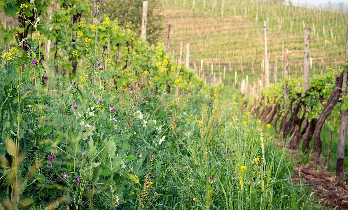 Azienda Agricola Cà dei Zago — Punto di interesse a Conegliano, Treviso