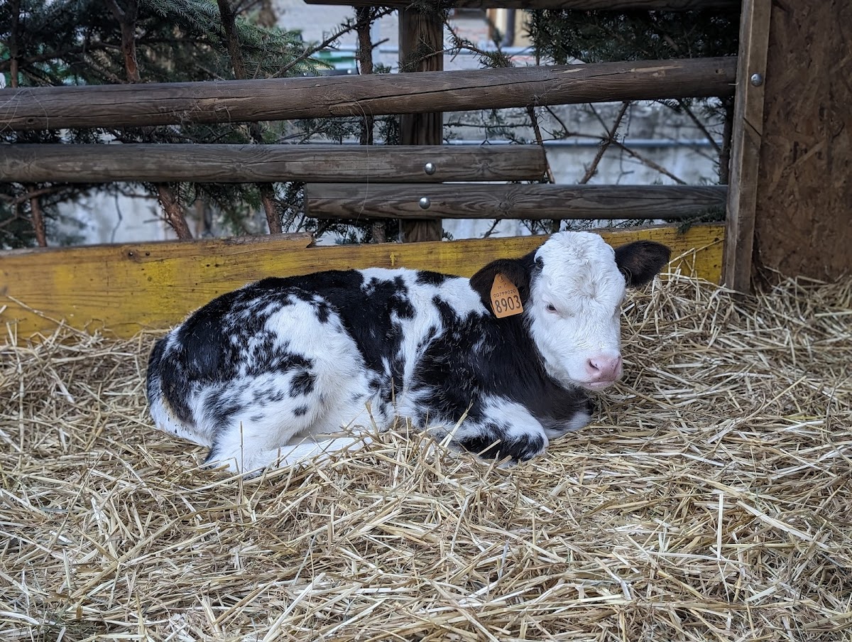 Azienda agricola La Borettaz — Punto di interesse a Aosta, Aosta