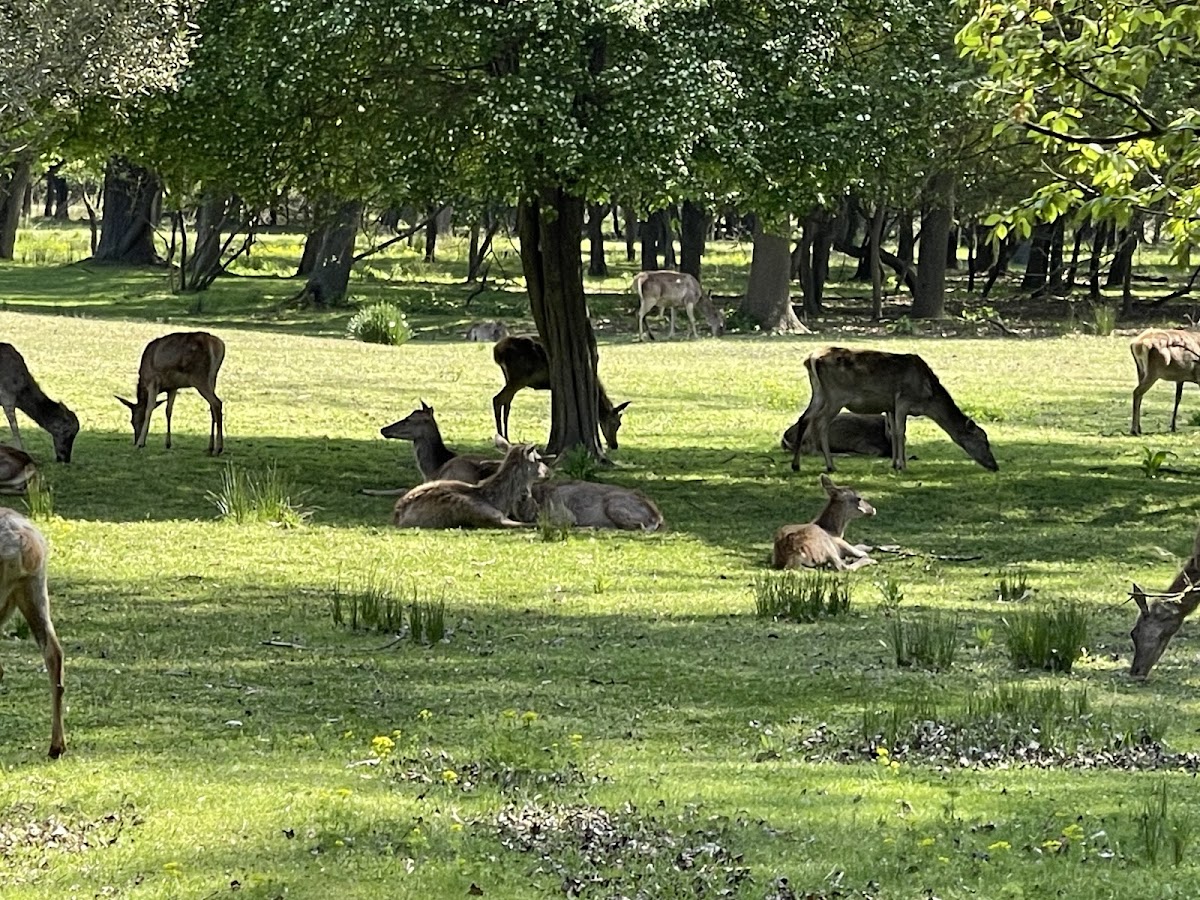 Riserva Naturale Bosco della Mesola — Punto di interesse a Ferrara, Ferrara