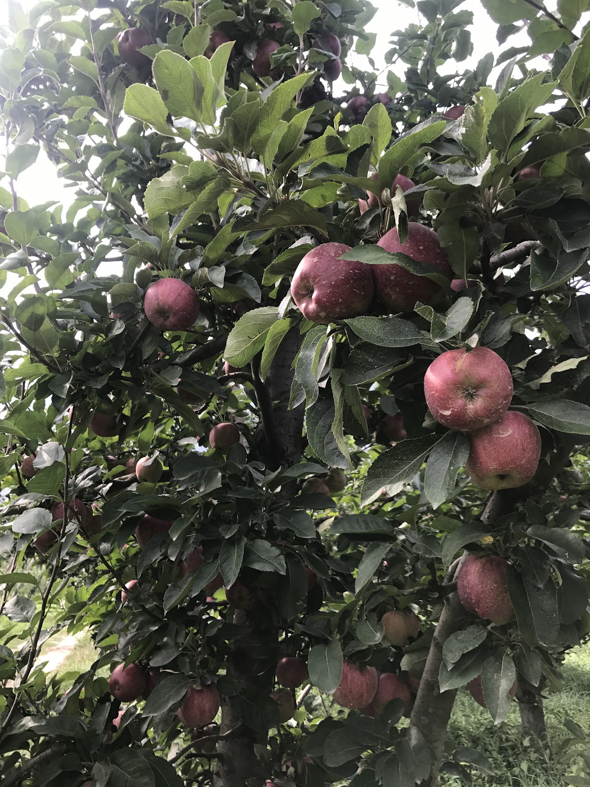 Maso Del Gusto — Punto di interesse a Trento, Trento