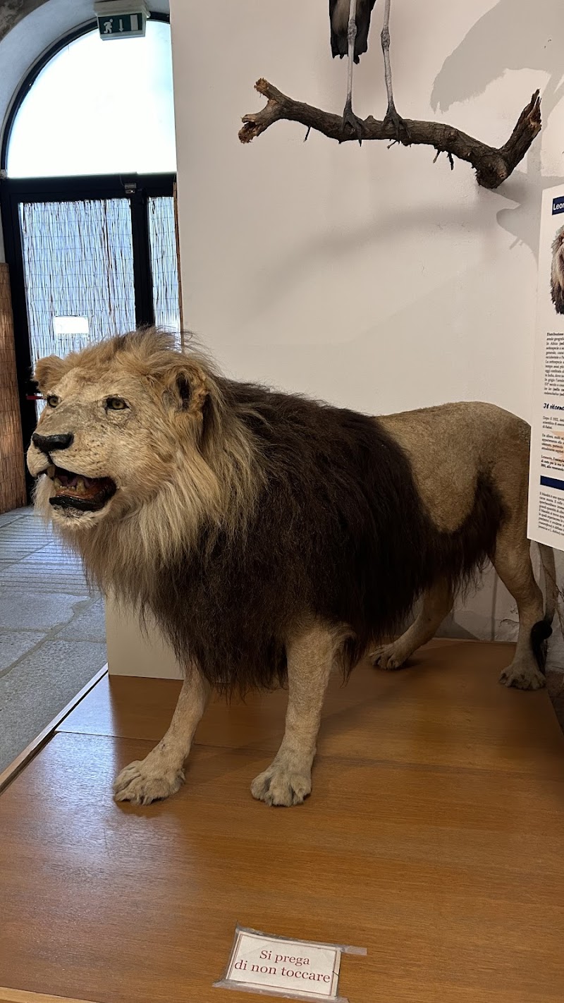 Museo di Storia Naturale Faraggiana Ferrandi