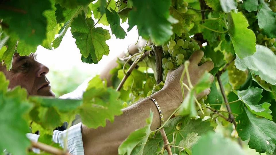 Azienda Agricola Drusian — Punto di interesse a Conegliano, Treviso