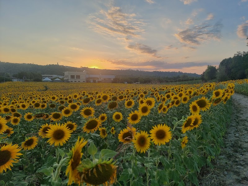Labirinto dei Girasoli Farigliano — Punto di interesse a Dogliani, Cuneo