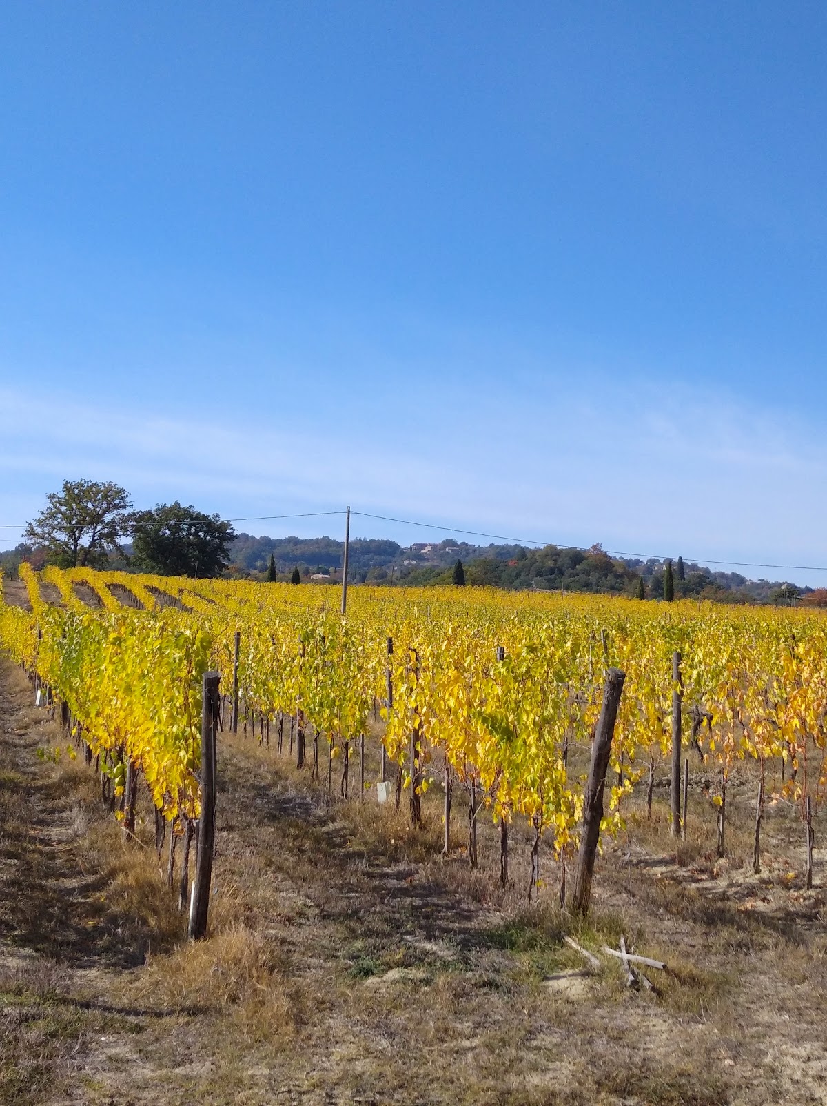 Agriturismo e azienda agricola Verbena di Nannetti Luca — Punto di interesse a Montalcino, Siena