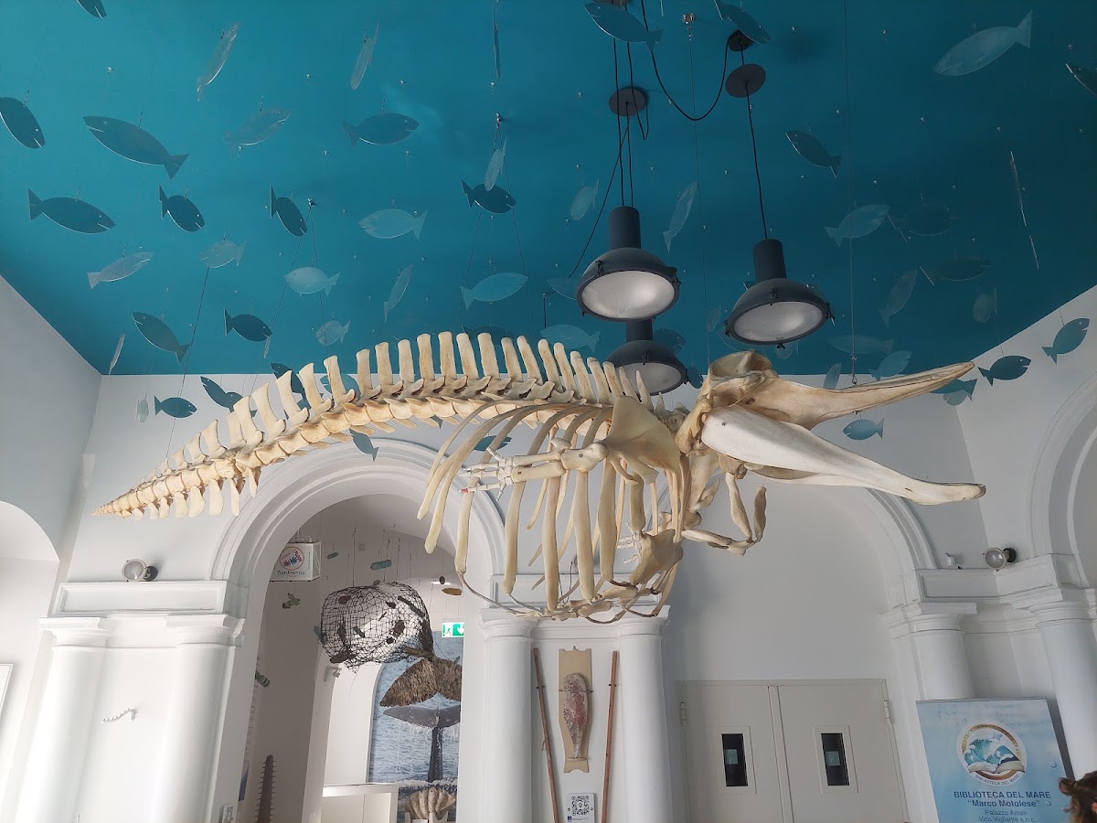 Ketós Centro euromediterraneo del mare e dei cetacei — Punto di interesse a Taranto, Taranto