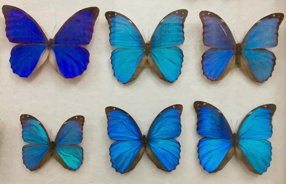 Museo Di Storia Naturale "Bios Taras"