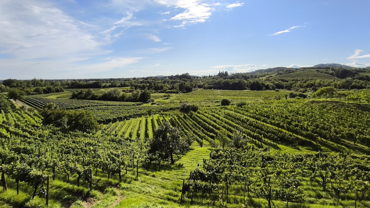 "Azienda Agricola Budignac" di Tonut Daniele
